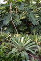 Vriesea Fosteriana